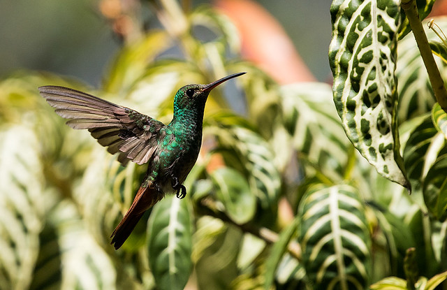 0P7A5638   Rufous-tailed Hummingbird, Panama
