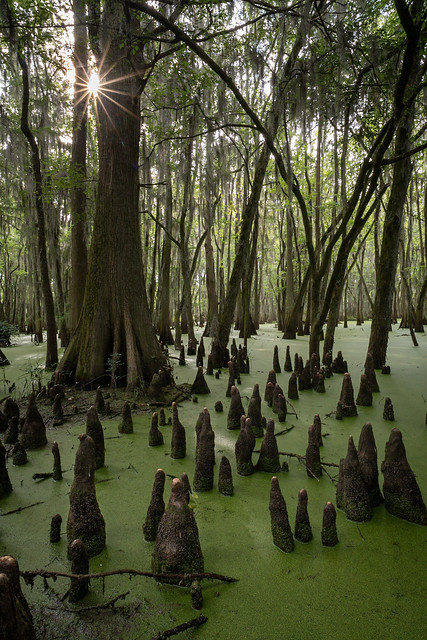 Cypress in Phinizy Swamp