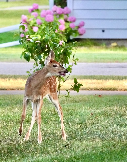 Front Yard Visitor