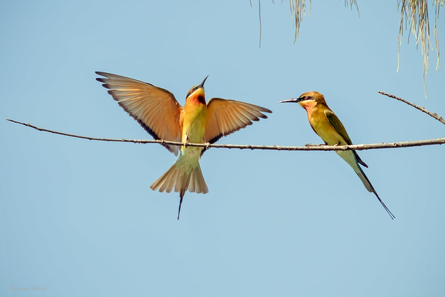 Blue-tailed Bee-eater. Abejaruco coliazul. Merops philippinus