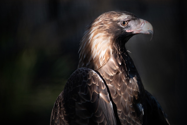 Tasmanian Wedge Tail Eagle