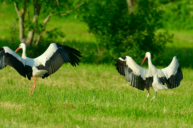 DSC_5946 Störche - Storks