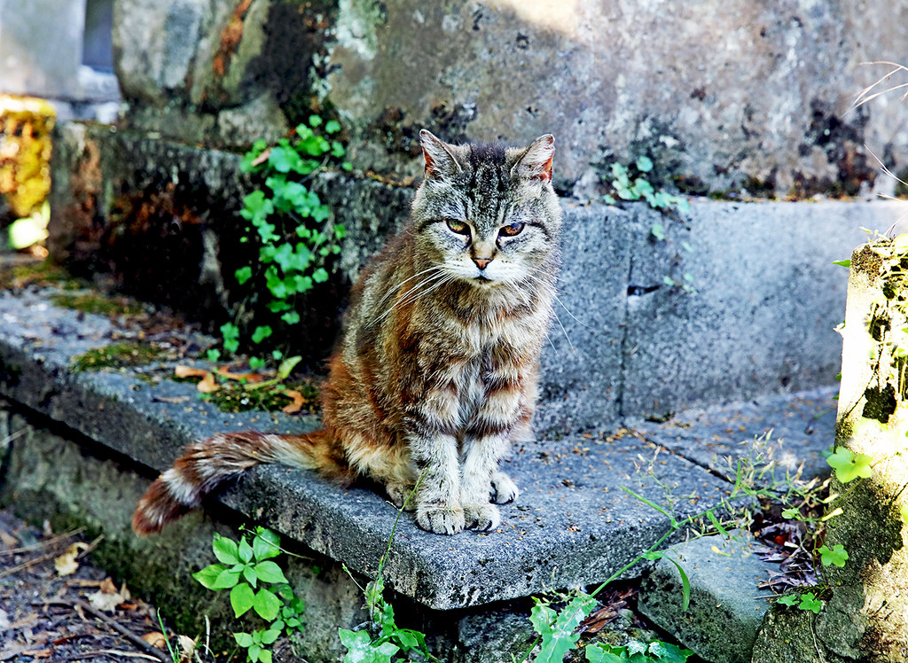 Happy International Cat Day! | If you're looking at this cat… | Flickr