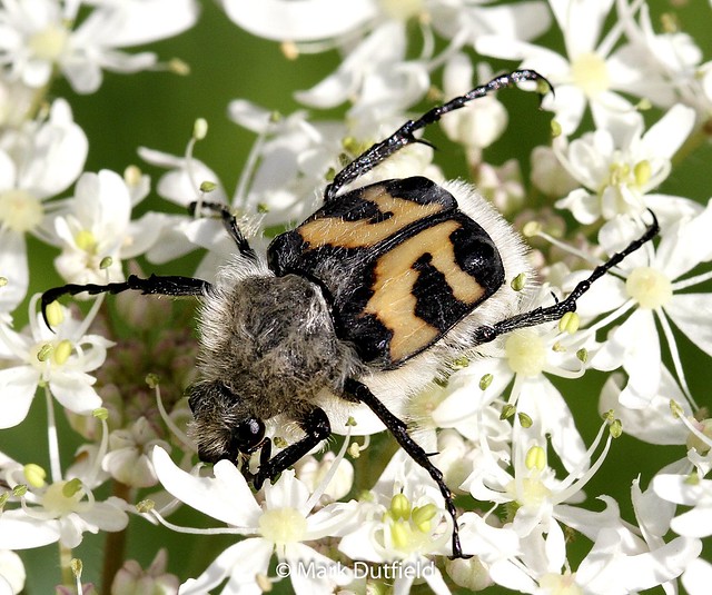 Bee chafer