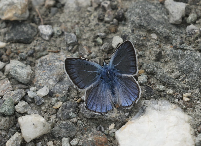 Engblåfugl (Mazarine Blue / Cyaniris semiargus)