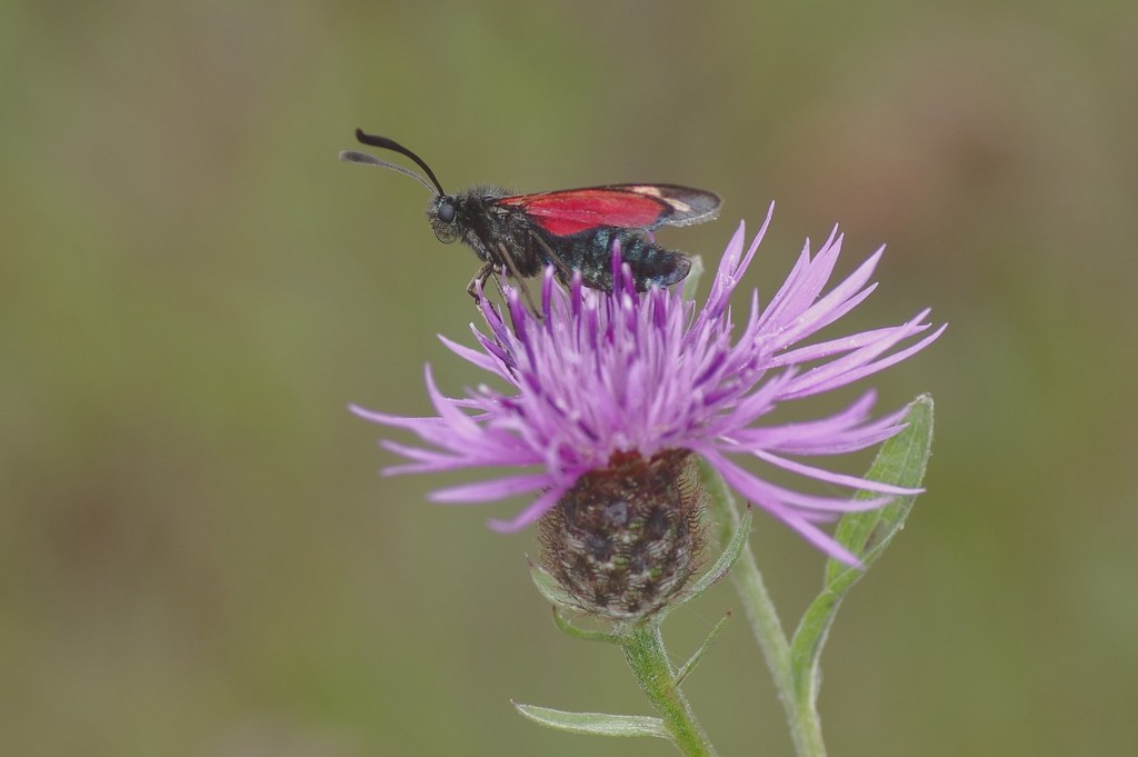 Six-Spot Burnet Moth - Zygaena filipendula