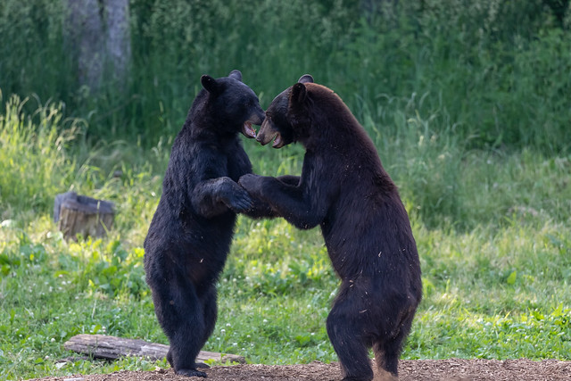 Bears Wrestling, Northern Minnesota