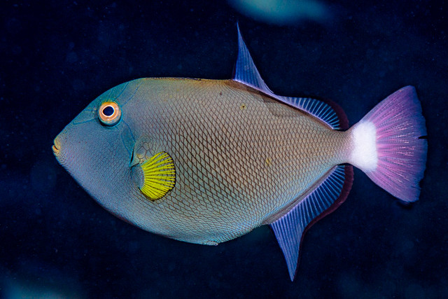 Pinktail triggerfish - Melichthys vidua