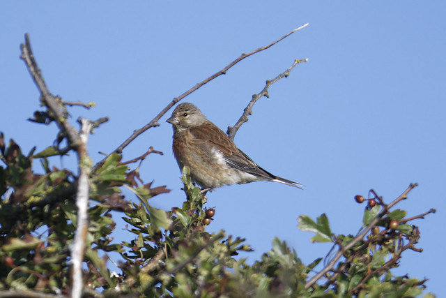 Louth Linnet