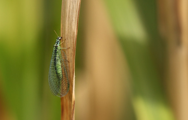Pearly green lacewing // Grünes Perlenauge // Chrysopa perla