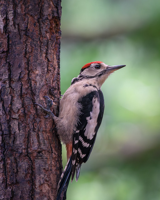 Juvenile Great Spotted Woodpecker.