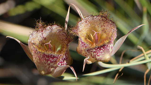 Late-flowered Mariposa Lily (Calochortus fimbriatus)