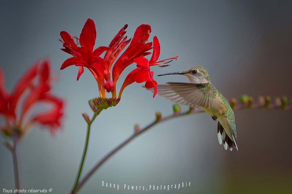 Colibri a Gorge Rubi ,, femelle ,,  Ruby-throated hummingbird,, female