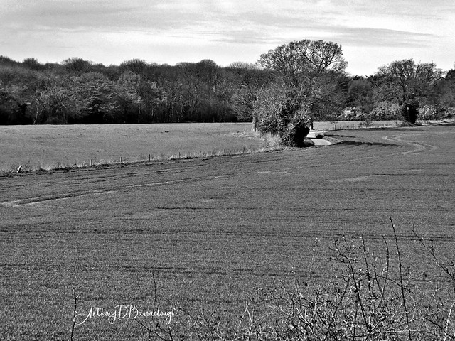 Hertfordshire Landscape 890a-1