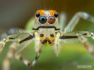 Jumping spider (Gambaquezonia sp.) - P8076523