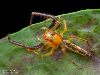 Jumping spider (Stagetillus sp.) - P8076434