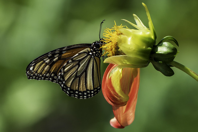 20230808_8003 Monarch Butterfly On Dahlia Flower