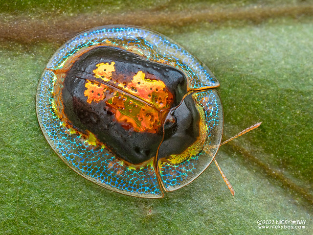 Tortoise beetle (Malayocassis hilaris) - P7084460