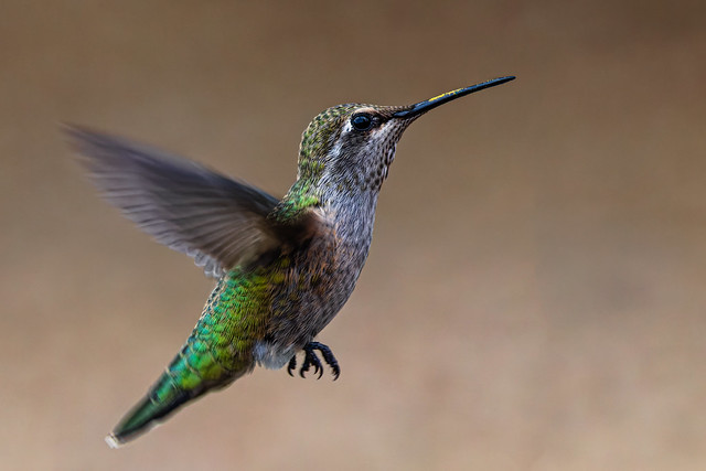 Anna's hummingbird (explored, #418 2023-08-10)