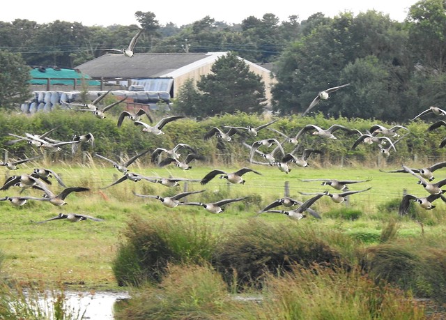 Canada Geese ( and a few Greylags) In Flight at Druridge Ponds