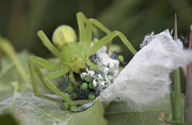 Green Huntsman Spider (Micrommata virescens) female with babies - stack