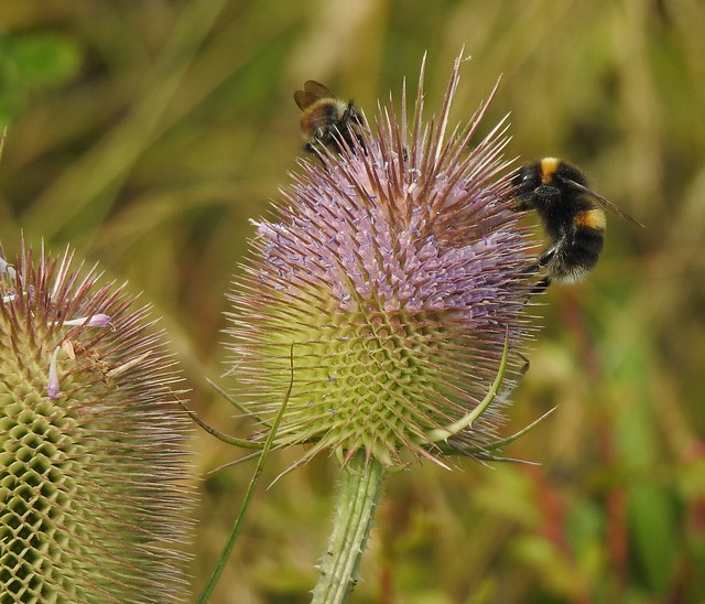 White-Tailed Bumblebee (and fellow forager) On Teasel Head