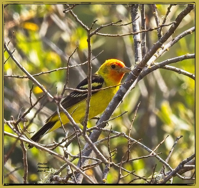 Western Tanager 1 8_6_23