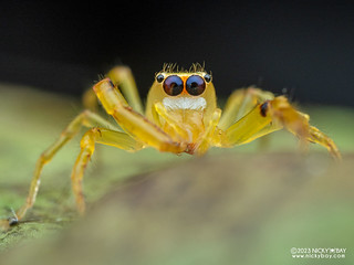 Jumping spider (Stagetillus sp.) - P8076577