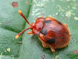 Handsome fungus beetle (Stenotarsus sp.) - P7084363