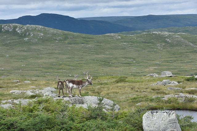 Three Stags On A Rock