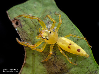Jumping spider (Stagetillus sp.) - P8076567