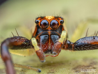 Jumping spider (Epocilla sp.) - P8076558