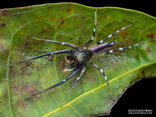 Jumping spider (Gambaquezonia sp.) - P8076349