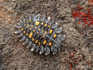 Handsome fungus beetle larva (Endomychidae) - P7084531