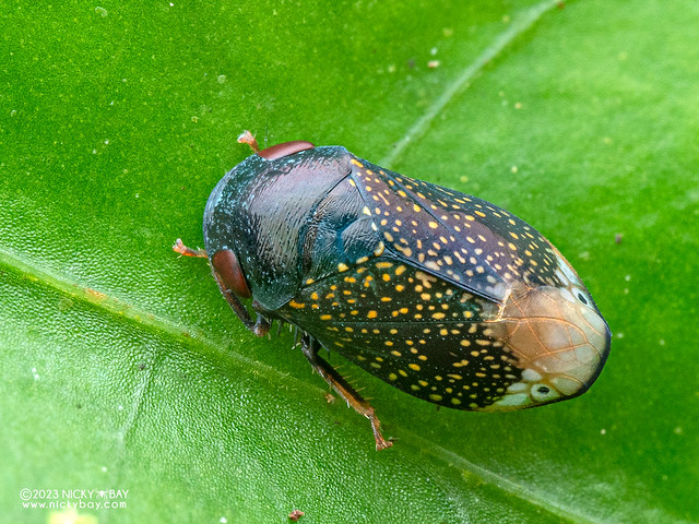 Leafhopper (Cicadellidae) - P7084482