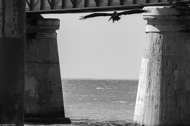 Pelican under the 7 mile bridge in Marathon, Florida