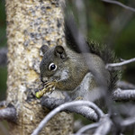 Colorado Squirrel 