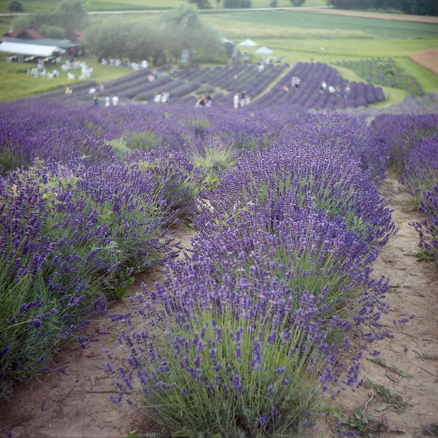 Lavender Fields 7
