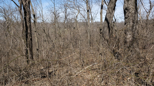 Have you seen an upland woods on the dissected till plains of northern Missouri in late March, ever? by Tim Kiser, Here, I brought you this.

-----------------------

In Lingo Township in Macon County, Missouri, on 