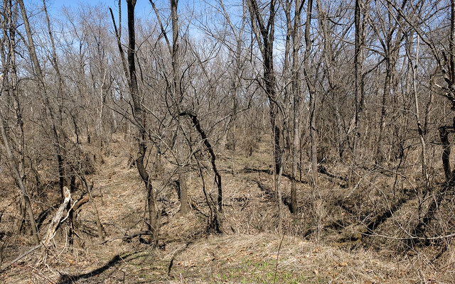 Oh good a managed woodland in a state conservation area in northern Missouri in late March in sun.