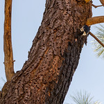 Woodpecker holes (and woodpecker) on California Foothill Pine (Pinus Sabiniana) 