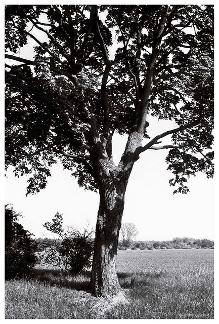 Baum | Minox 35 GL | Kentmere 100