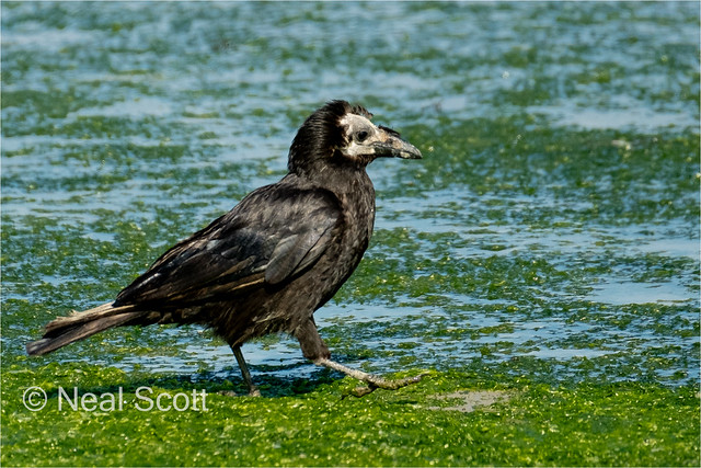 Battered Old Crow(Rook)