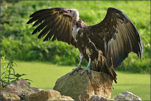 Vulture spreading wings