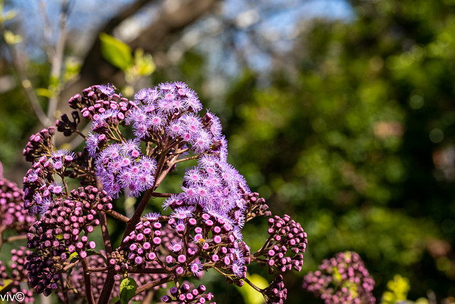 On a sunny winter morning, Blue Mist buds and flowers on show. The large clusters of scented flowers appear in spring, mauve to lilac to magenta-blue in color.