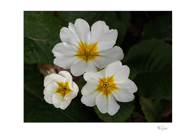 Sheltered from the Storm : Polyanthus