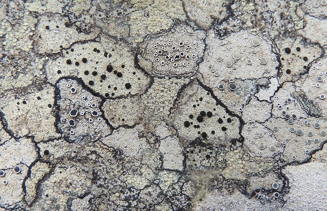 Lichen on Old Paint