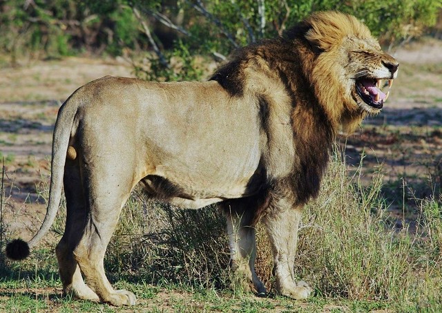 World lion Day (Panthera leo) August 10, 2023