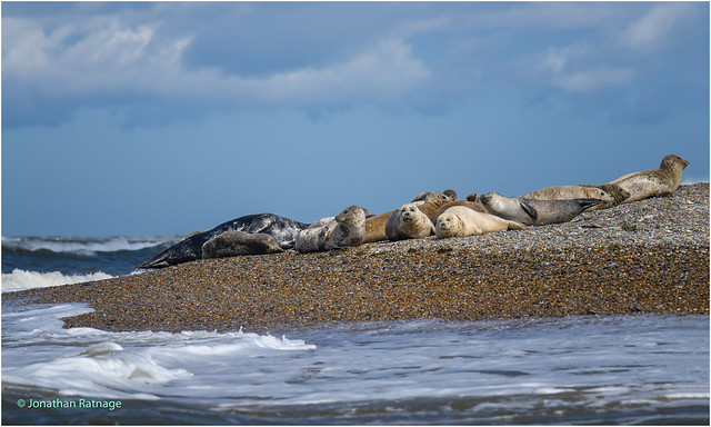 Seals , Blakeney Point