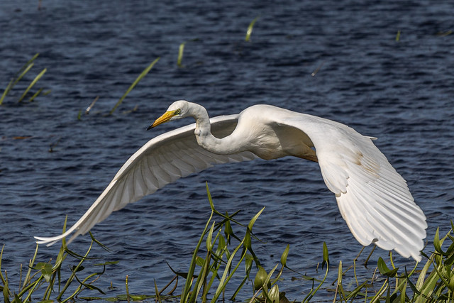 Great white egret takeoff